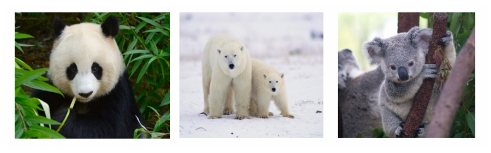 essay about endangered polar bears
